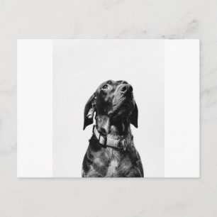 Regenhund Postkarte