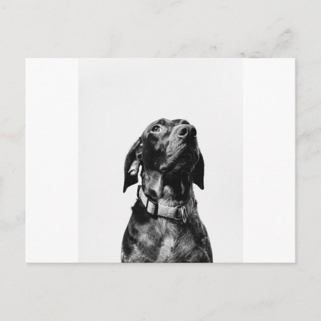 Regenhund Postkarte (Vorderseite)
