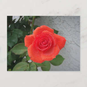 regenküsste Rose Postkarte