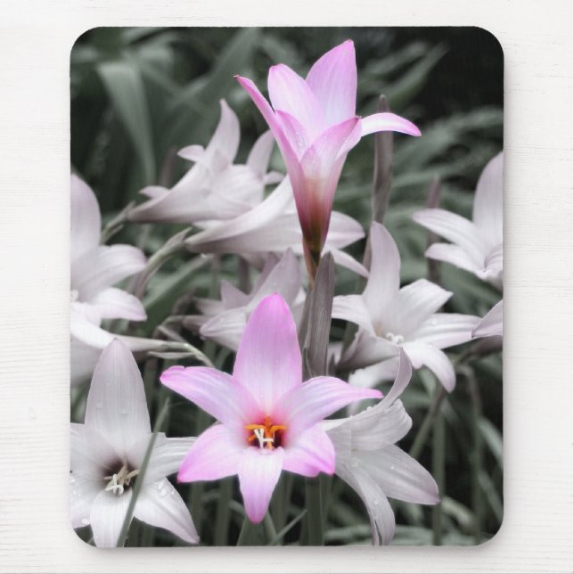 Regenlilie Mousepad (Vorne)