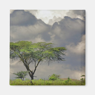 Regenschirm Thorn Acacia, Acacia tortilis und 2 Magnet