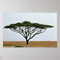 Regenschirm Thorn Acacia Tree