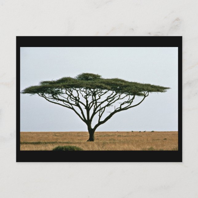 Regenschirm Thorn Acacia Tree Postkarte (Vorderseite)
