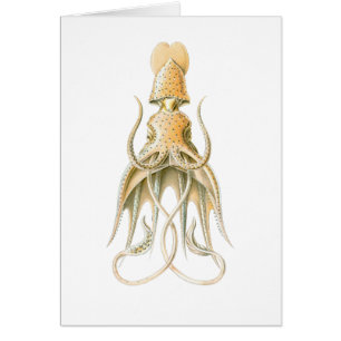 Regenschirm-Tintenfisch