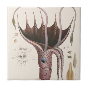 Regenschirm-Tintenfisch, Vintage Meeresleben Tiere Fliese