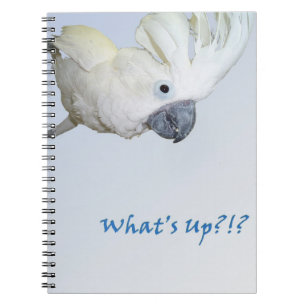 RegenschirmCockatoofragen, was oben ist Notizblock