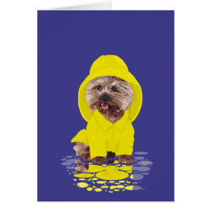 Regentag Cairn Terrier