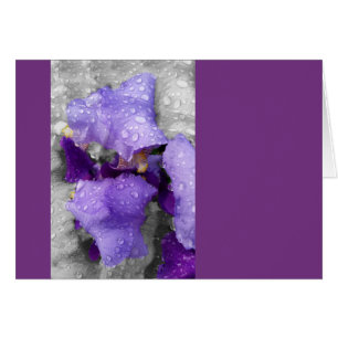 Regentropfen an Iris