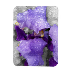 Regentropfen an Iris Magnet