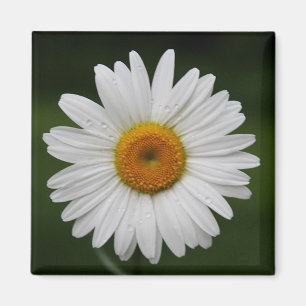 Regentropfen auf Blumenblättern Magnet