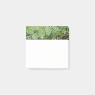 Regentropfen auf grünen Blättern Post-It Notes Klebezettel
