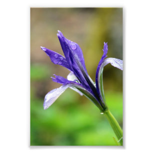 Regentropfen auf Iris Fotodruck
