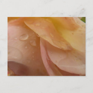 Regentropfen auf rosa Pfirsich-Rosenblüten Postkarte