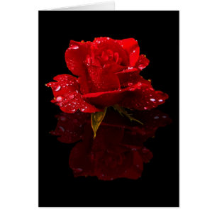 REGENTROPFEN AUF ROSE