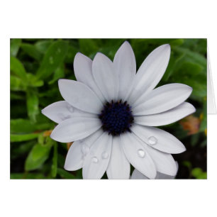 Regentropfen auf weiß