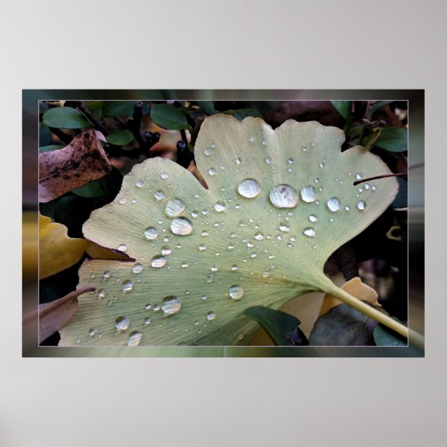 Regentropfen Poster (Vorne)