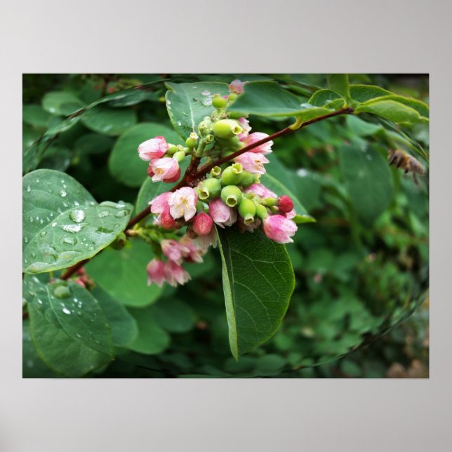 Regentropfen Poster (Vorne)