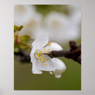 Regentropfen Poster Papier (Matt)