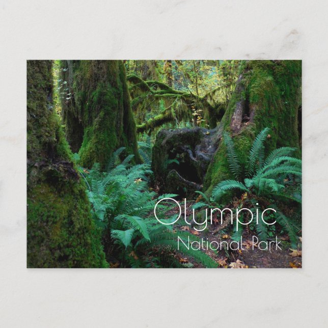 Regenwald Bäume, Ferns, Olympischer Nationalpark Postkarte (Vorderseite)