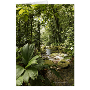 Regenwald, Dominica