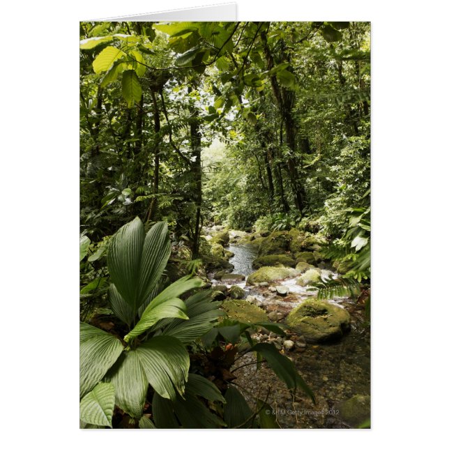Regenwald, Dominica (Vorne)