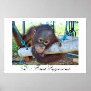 Regenwald Great Ape Daydreams Poster