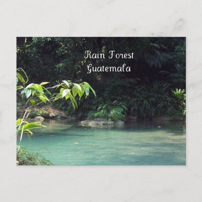 Regenwald, Guatemala Postkarte (Vorderseite)