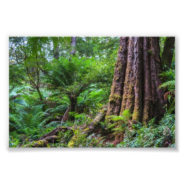 Regenwald im Great Otway National Park Australien Fotodruck (Vorne)