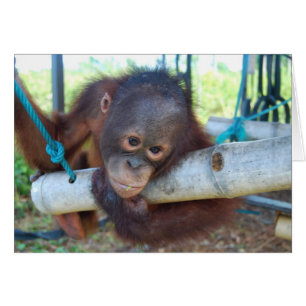 Regenwald träumt am Tier-Baby-Schongebiet