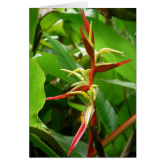 Regenwald Tropicals