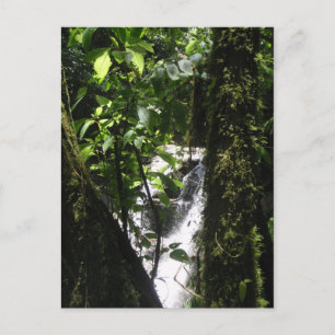 Regenwald-u. Wasserfall-Postkarte Postkarte