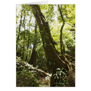 Regenwaldansicht, Dominica