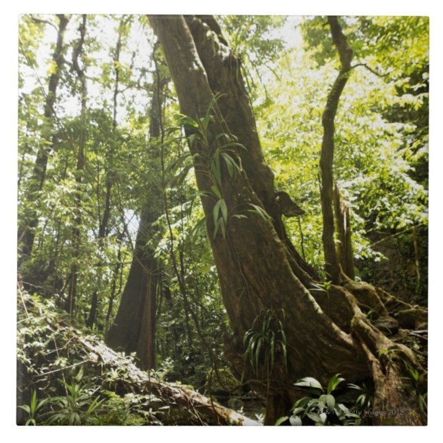 Regenwaldansicht, Dominica Fliese (Vorderseite)