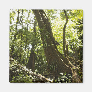 Regenwaldansicht, Dominica Magnet