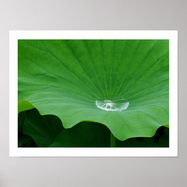 Regenwasser auf einem Lotus Leaf: Japan Poster (Vorne)