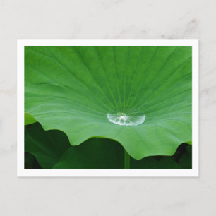 Regenwasser auf einem Lotus Leaf: Japan Postkarte