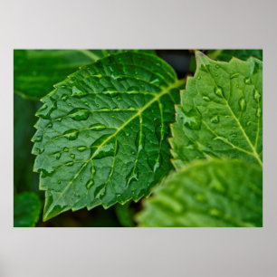 Regenwasser-Tropfen-Blätter nass Poster