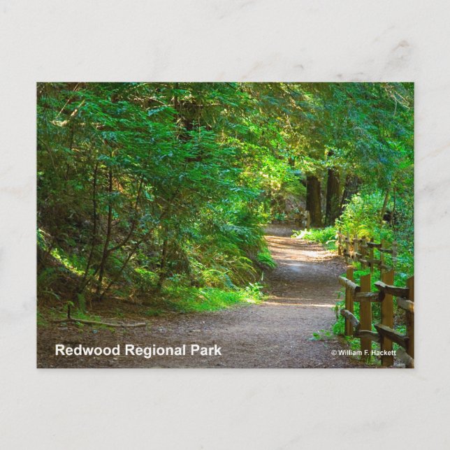 Regionalpark Redwood Postkarte (Vorderseite)