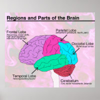 Regionen und Teile des Gehirns