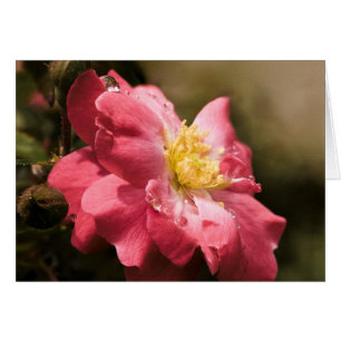 Regnerischer TagesRose