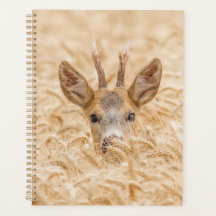 Rehbock in goldenem Weizen Wildlife