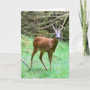 Rehbock-Posingkarte – Wildtier Reh Karte