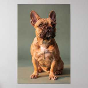 Rehbrauner Französische Bulldogge Sage Studio Port Poster