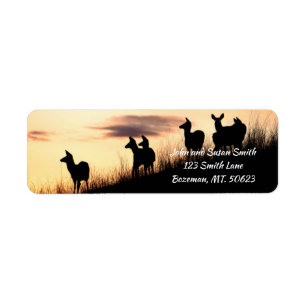 Rehe auf der Hillside bei Sunset-Rücksendeadresse
