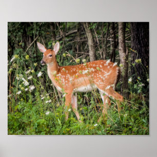 Rehkitz Baby-Tiere Poster