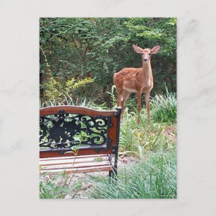 Rehkitz im Grasgarten-Foto Postkarte