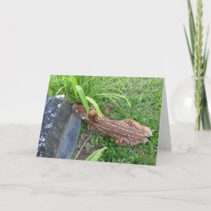 Rehkitz neben einem Grabstein Karte