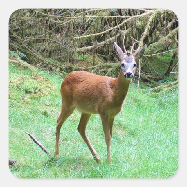 Rehwild Rehbock – Elegantes Waldtier Quadratischer Aufkleber (Vorderseite)