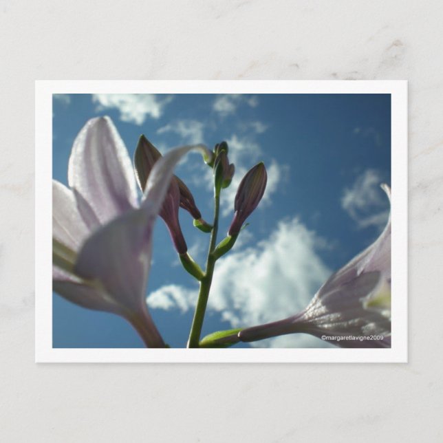 "Reichweite für den Himmel" Postkarte (Vorderseite)