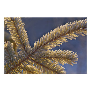 Reif auf immergrünem Baum, Homer, Alaska Fotodruck